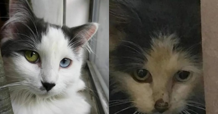  This cat with unique eyes finally has a wonderful family and has found her place in the home of a young couple