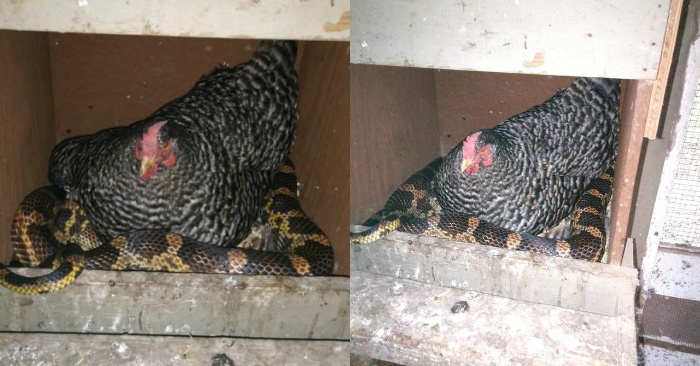  In the animal world, you can see even the most unexpected: a chicken warmed a snake with its wings
