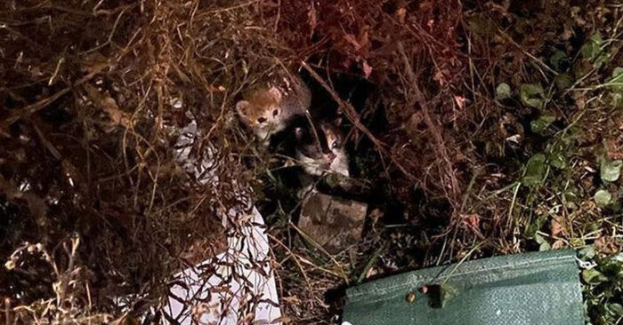  These two wonderful little cats came out of the bushes and immediately clung to their rescuers