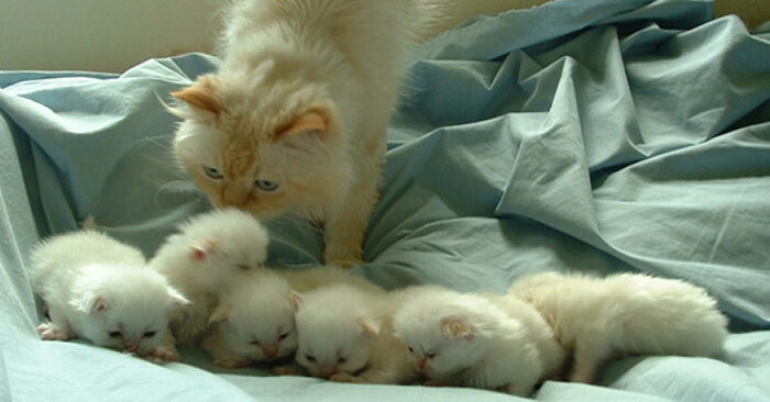  What a beautiful sight: here are 20 cats looking after their babies with care