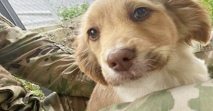  3 wonderful puppies rescued by American good soldiers will soon find their caring owners