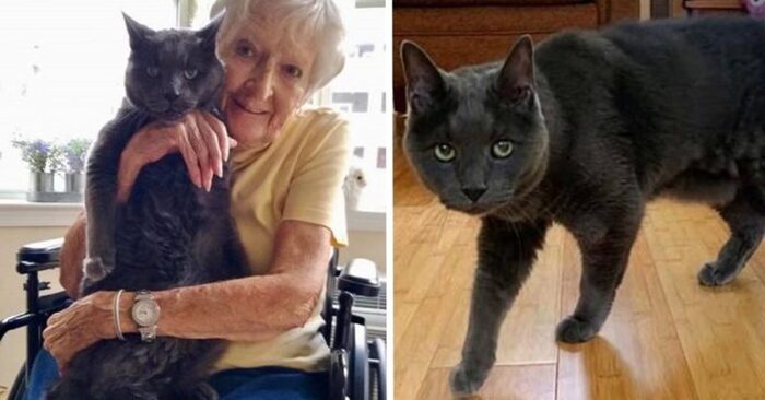  This wonderful cat will never leave her grandmother because she wants to be with her until the last second