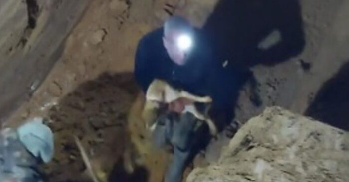  A story with a beautiful ending: rescuers managed to help a dog that was 5 meters underground