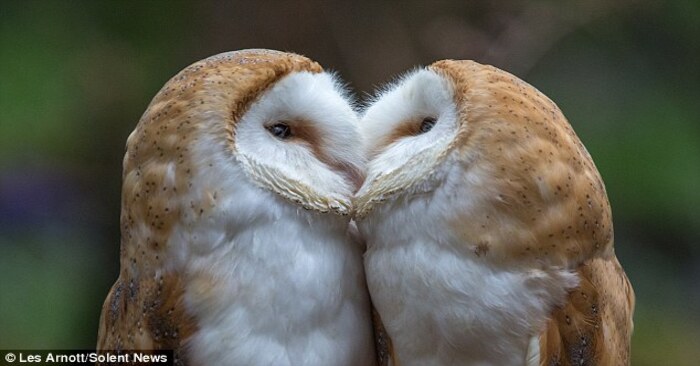  What a wonderful scene: the moment these cute owls kiss was caught on camera