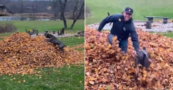  Amazing loyalty: this wonderful dog dives into fallen leaves without hesitation to find his owner