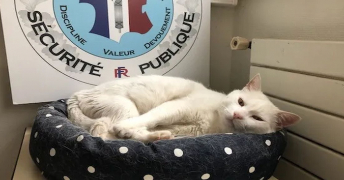  This dutiful cat always went to the police station every day and that’s why he became the mascot of police