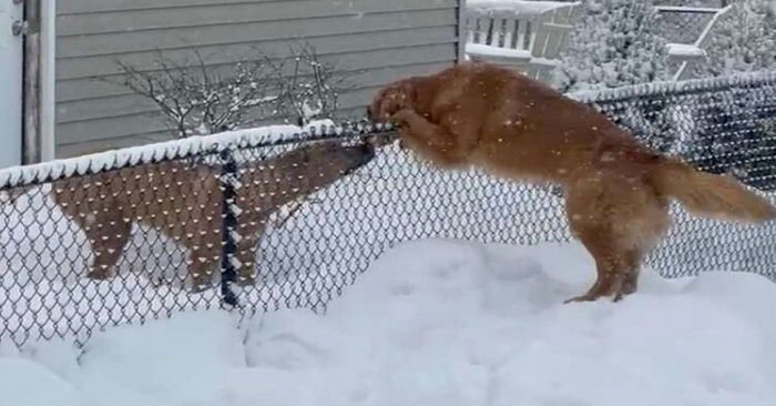  Amazing story: this dog hated the snow but overcomes it to meet his friend