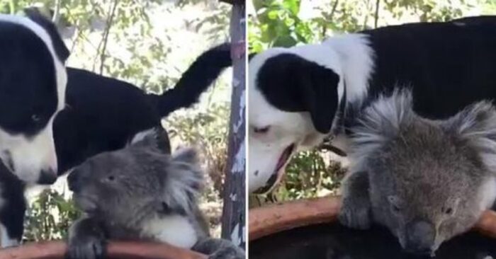  What a beautiful sight: this footage shows a dog sharing water with a thirsty koala during a fire