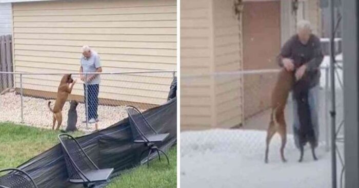  What a beautiful sight: this man made friends with his neighbor’s dogs, and they greeted each other every day