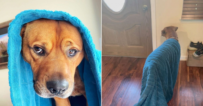  This dog didn’t leave his blue blanket for a second in his new family, which helped him stay calm