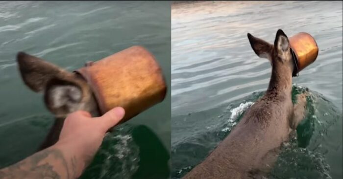  This kind and caring man immediately jumps into the water to save a deer whose head is stuck in a bucket