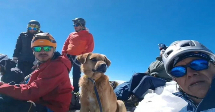  This seemed to lead to a better future: this dog followed the climbers for more than 5000 m
