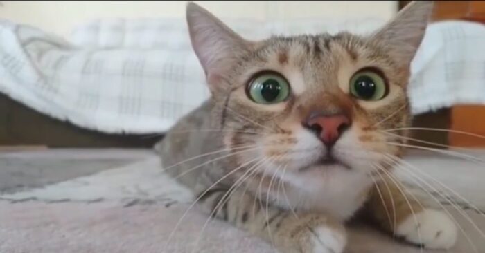  Funny story: this cat has seen so many horror movies that he became a star because of his facial expressions