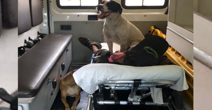  Inexplicable loyalty: these two dogs did not agree to leave their owner in an ambulance