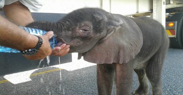  Cute scene: kind and caring people saved the little elephant and gave him water on the road