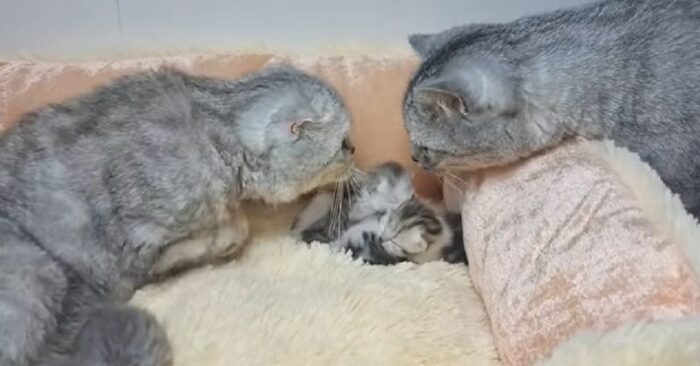  One of the most beautiful scenes: the father meeting his little kittens for the first time