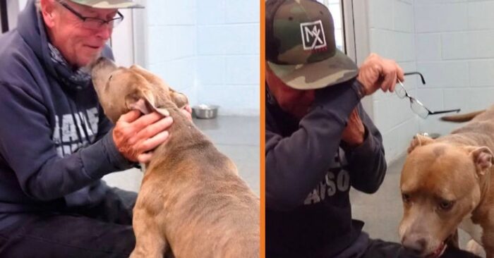  An amazingly touching reunion: finally, after a long time, this dog and owner are together