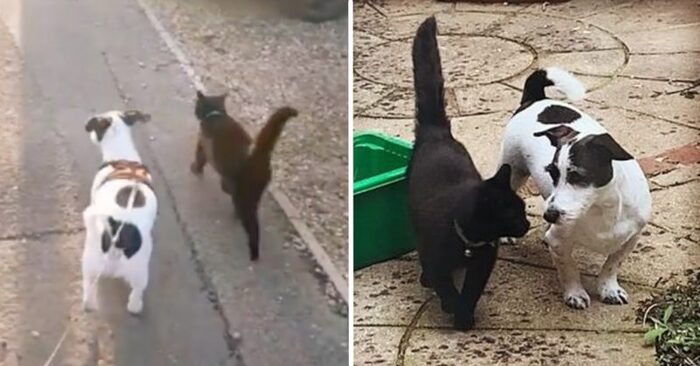  Amazing closeness: this dog befriended the neighbor’s cat and they spent every day together