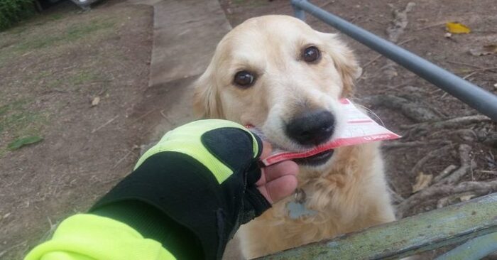  This wonderful dog is always eager to receive a letter from her family, so the postman meets her every day