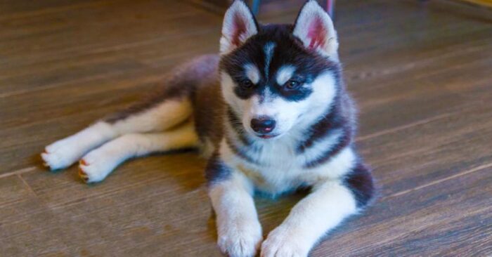  An unexpected change: this wonderful little husky grew up to be a Malamute