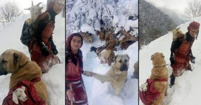  A wonderful story: this caring girl and her beloved dog saved a goat and her cub during heavy snow