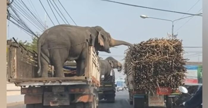  The cutest and funniest thieves ever: spotting these elephants and stealing the infamous sugar from the truck
