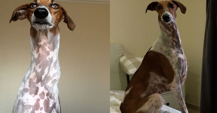  A wonderful story: this long-necked dog overcomes everything only thanks to his caring owner