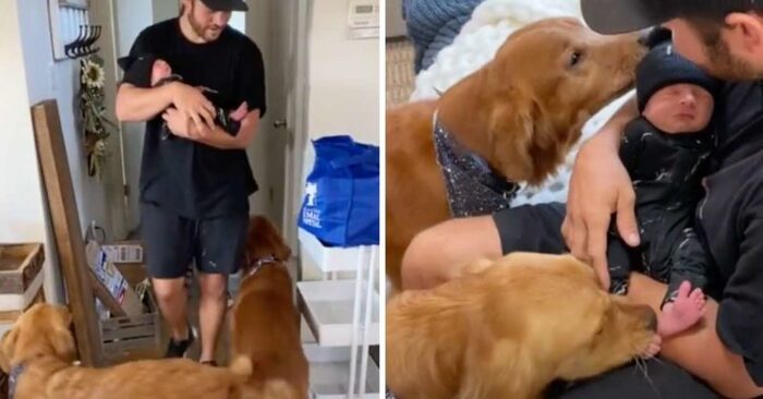  These caring puppies start hugging and kissing their owner’s baby as soon as he comes home