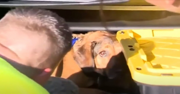  Kind and caring firefighters spent hours trying to get the dog stuck in the sewer out