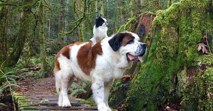  They bonded and became great friends: a small dog walks every day on the back of a giant Saint Bernard