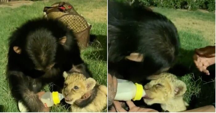  A wonderful and unique sight: a kind and caring chimpanzee feeds a lion cub from a bottle