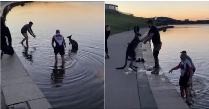  Amazing story: people noticed the kangaroo in the lake and rushed to help him