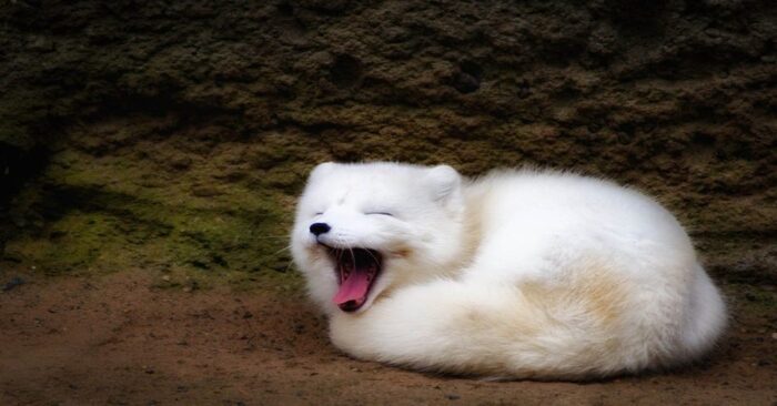  Good story: this white fox is the only one at the North Pole that can live in -58°F