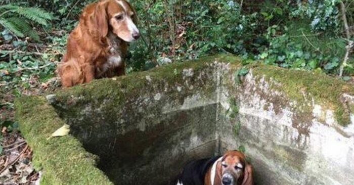  Dogs are really very loyal: these animals were by each other’s side for weeks until help arrived