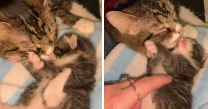  A wonderfully touching sight: this mother cat was overjoyed to see her baby again