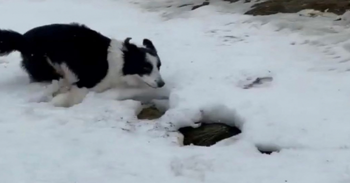  This owner filmed his dog, which was very excited and couldn’t hide his anxiety in the snow