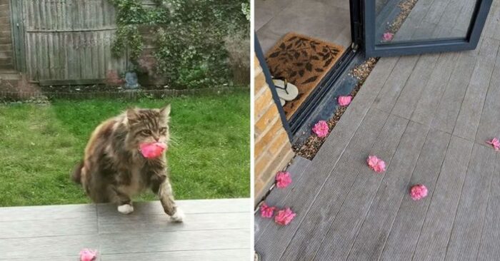  What a beautiful sight: this special cat brought flowers to the neighbors every day