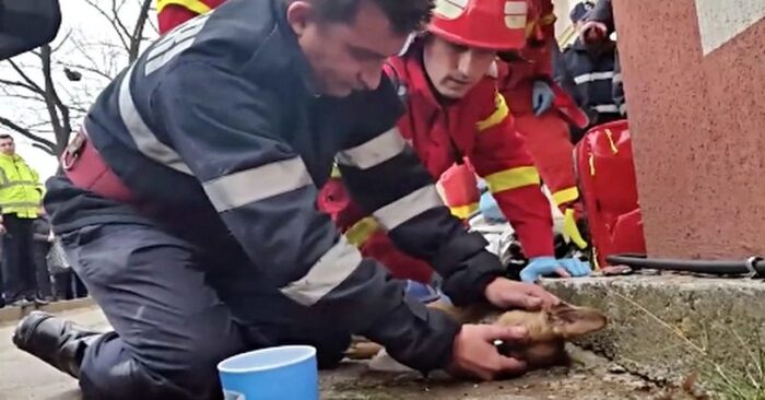  Amazing story: this firefighter hero was able to save a dog by performing CPR on him