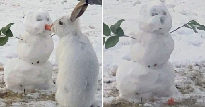 Funny scene: people were attracted by the shot where the rabbit steals the snowman’s carrot nose