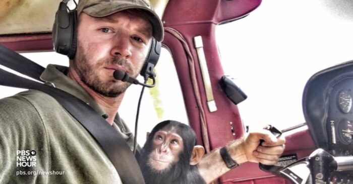  Wonderful story: a kind and caring pilot frees a lone chimpanzee rescued from poachers