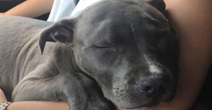  It was happiness for this dog: this pit bull was overjoyed when his owners adopted a new dog from the shelter