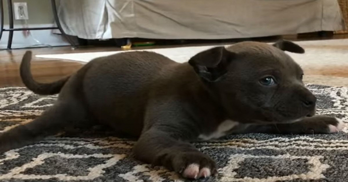  This puppy was left alone due to a nervous problem, but a caring couple did not abandon him