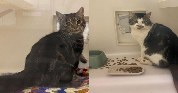  Fortunately, these two cats had a family: abandoned cats rescued from the dumpster