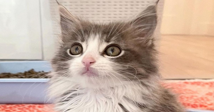  This little cat with a paralyzed hindquarter was very afraid of people, but already felt safe