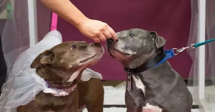  A beautiful sight: dogs in love get married in a shelter, so they should be taken together