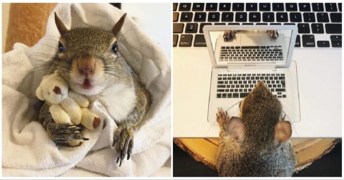  This adorable squirrel survived the storm and couldn’t part with his soft toy even for a second