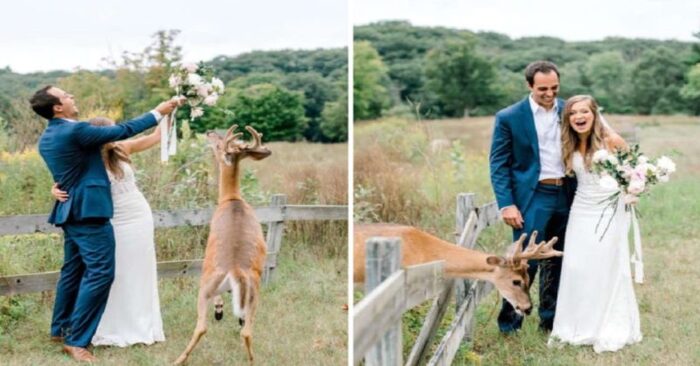  Funny scene: this wild deer crashed photos of the newlyweds to eat the bride’s bouquet