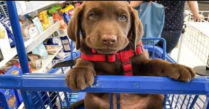  What a wonderful scene: here are 6 dogs that go shopping with their owners almost every day
