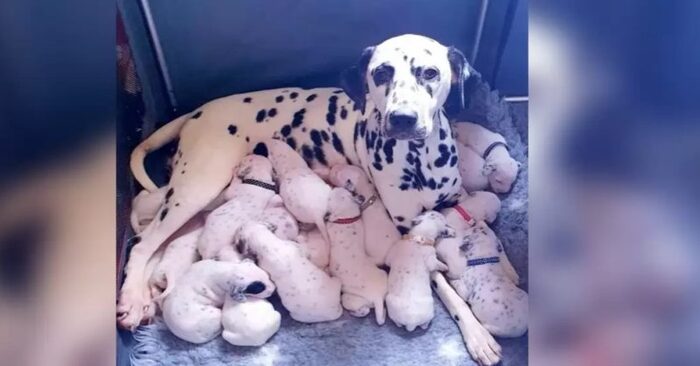  Dalmatian puppies are the largest number of puppies ever born, setting new records