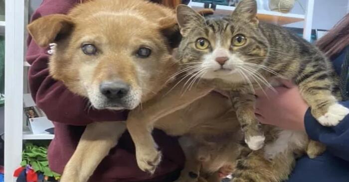  A great bond: this blind dog spent every moment with his best friend cat and they left the shelter together